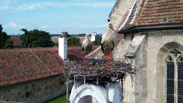 Storchennest mit Storchenpaar und Kücken am Dach unserer Weinbar im Rathausplatz 17